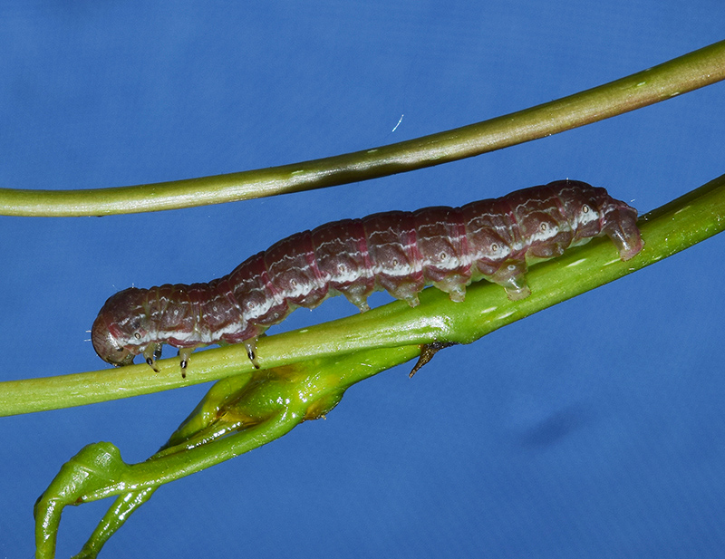 Sfarfallamenti di Boudinotiana notha - Geometridae